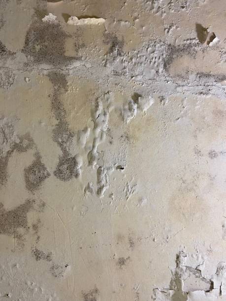 Best Bathroom Mold Remediation in Remsen, IA